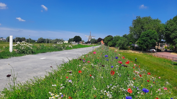 EUROGRASS Dijken Basis Gras Hasselt Landscape