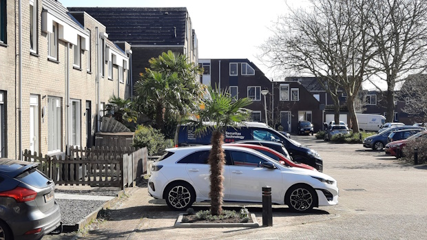 Foto van de Palmboom