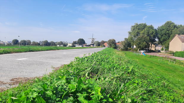 Groene dijk met gras en kruidenbegroeiing als voorbeeld van biodiversiteit en waterveiligheid