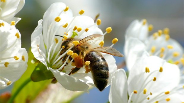 Bij op witte bloesem tijdens bestuiving van fruitbloesem.