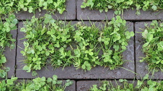 Close-up van doorgroeibare verharding met gras en klaver tussen straatstenen
