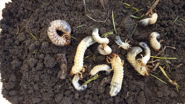 Engerlingen in de bodem als voorbeeld van plagen waarbij biologische plaagbeheersing wordt toegepast.